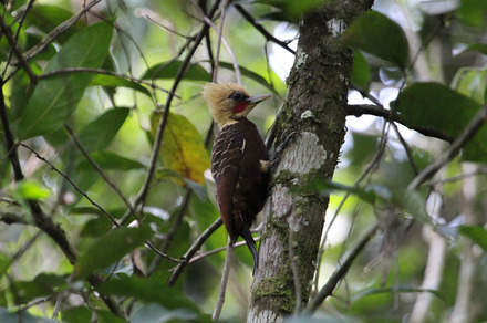 pale-crested woodpecker-4.jpg