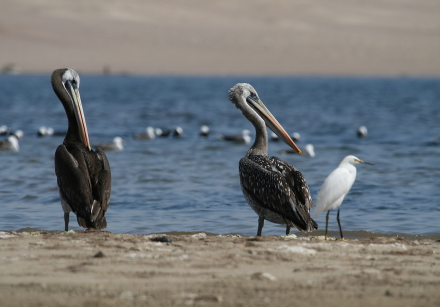 peruvian pelicans_1.jpg