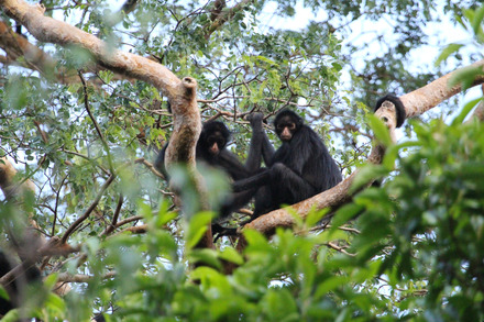 peruvian spider monkey-72.jpg