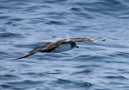 pink-footed shearwater_3.jpg
