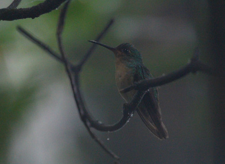 pirre hummingbird-7-2.jpg