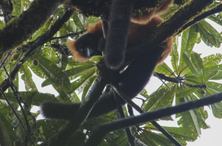 red ruffed lemur 11 of 11.jpg