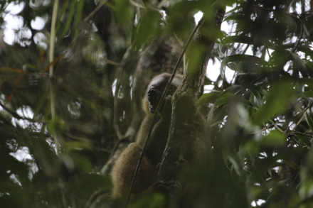 red-fronted brown lemur 4 of 9.jpg