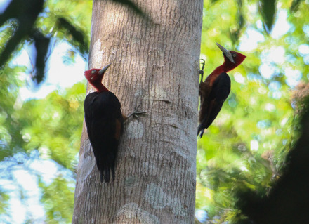 red-necked woodpecker.jpg