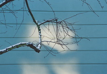 reflection of window on wall with branch.jpg