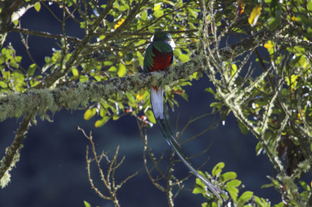 resplendent  quetzal 9.jpg