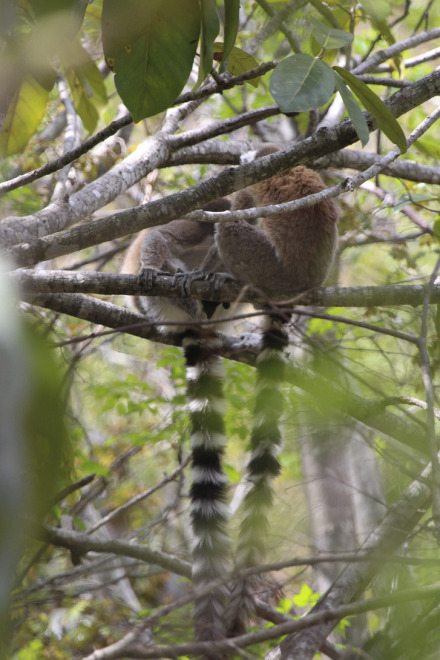ring-tailed lemur 6 of 16.jpg