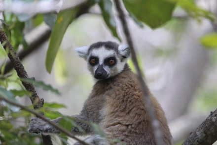 ring-tailed lemur 7 of 16.jpg