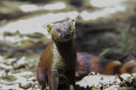 ring-tailed mongoose-21.jpg