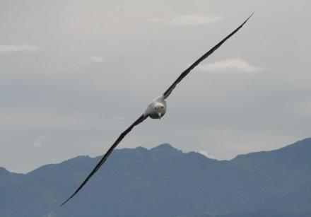 royal albatross 23.jpg