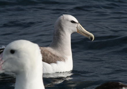 salvin's albatross and royal albatross.jpg