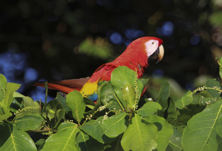 scarlet macaw 3.jpg