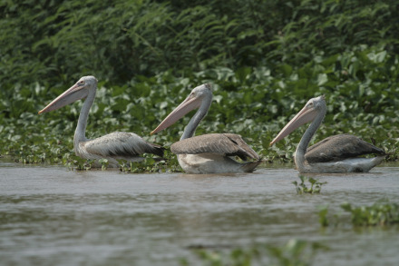 spot-billed pelican-12.jpg