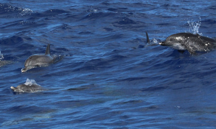 spotted dolphins 9 of 14.jpg