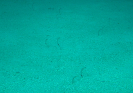 spotted garden eel.jpg