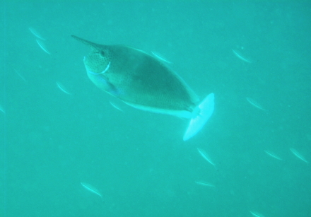 spotted unicornfish 3.jpg