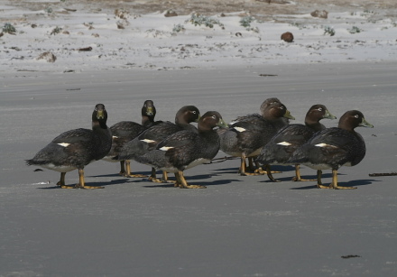 steamer duck juveniles.jpg