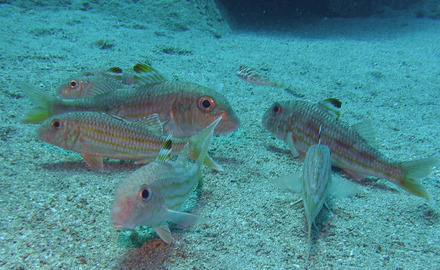 striped red mullet and brown puffer 1 of 1.jpg