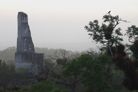 temple ii and red-lored parrot-1.jpg