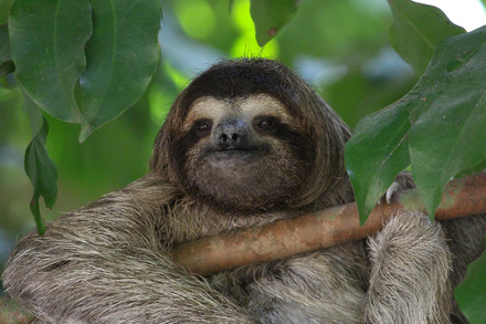 three-toed sloth-13.jpg