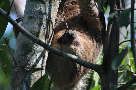 three-toed sloth-6.jpg