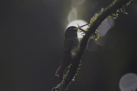tooth-billed hummingbird-2.jpg