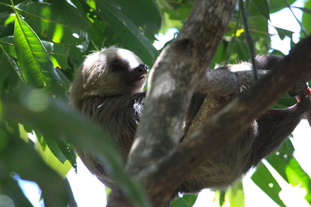 two-toed sloth-2-2.jpg