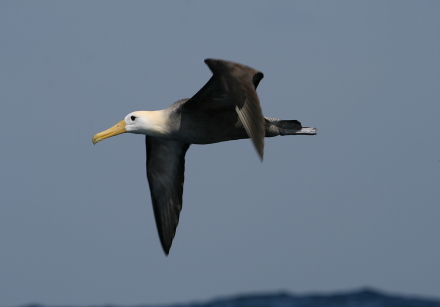 waved albatross_1.jpg