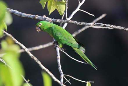 white-eyed parakeet-3.jpg