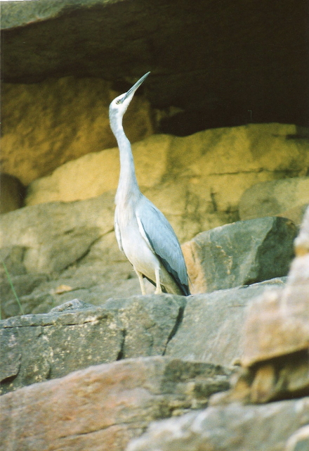 white-faced heron.jpg