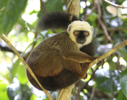 white-fronted lemur nosy mangabe 5 of 17.jpg