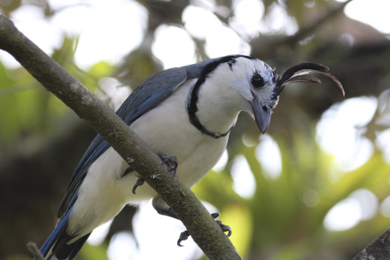 white-throated magpie-jay 1.jpg