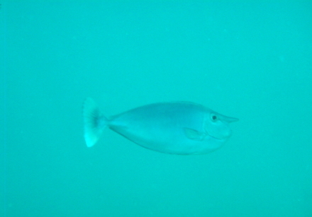 whitemargin unicornfish.jpg